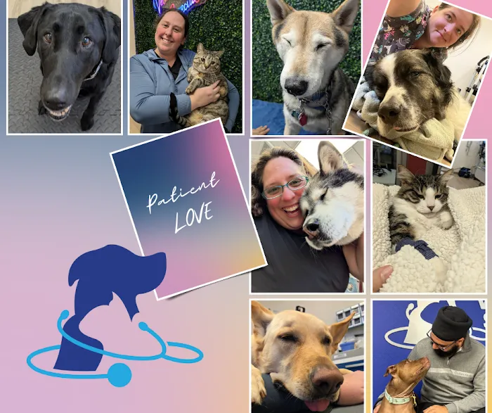 Veterinary Surgery Specialists Picture 9