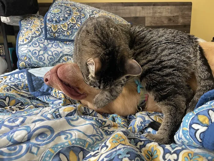 Mayfair Animal Hospital & ER Picture 2