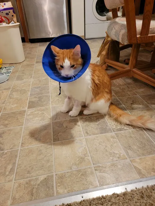 Mayfair Animal Hospital & ER Picture 7