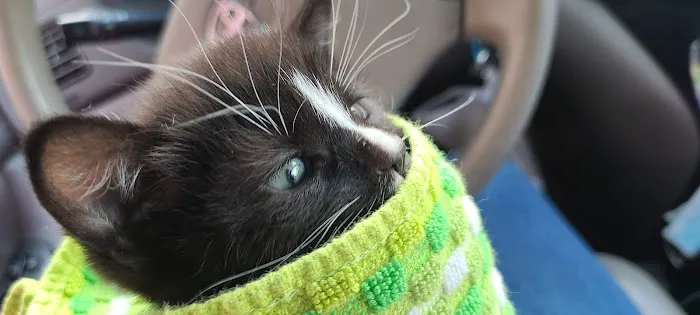 Mayfair Animal Hospital & ER Picture 6