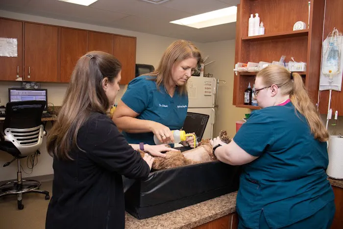 Mayfair Animal Hospital & ER Picture 10