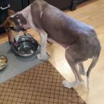 Burleigh Road Animal Hospital