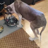 Burleigh Road Animal Hospital ico