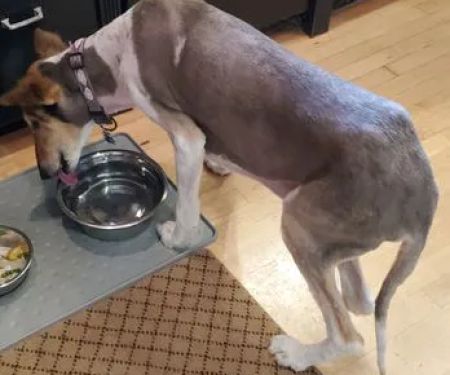 Burleigh Road Animal Hospital