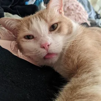 Burleigh Road Animal Hospital Picture 2