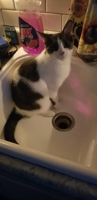 Hartland Animal Hospital Picture 3