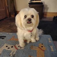 Hartland Animal Hospital ico