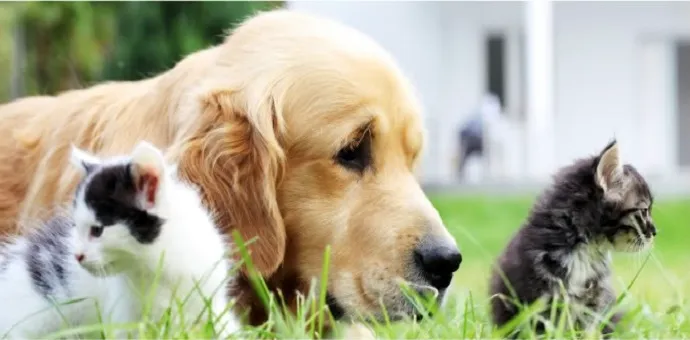 Hartland Animal Hospital: Shaughnessy Maureen DVM Picture 2