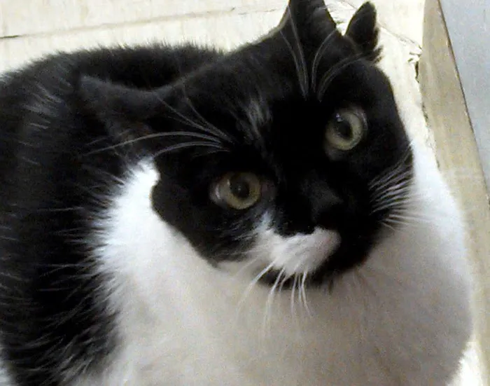 Hartland Animal Hospital: Shaughnessy Maureen DVM Picture 5