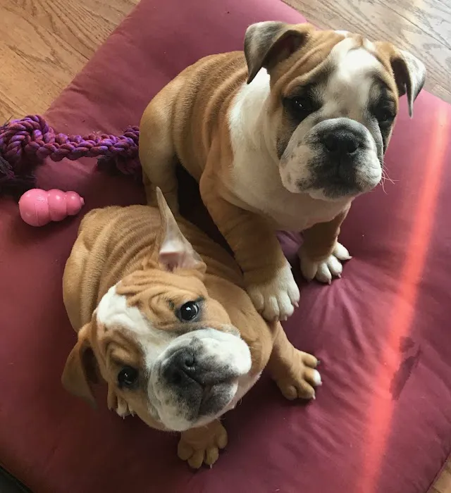 Lake Country Veterinary Care Picture 6