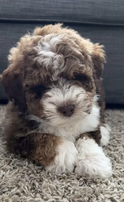 Lakeview Animal Clinic Picture 1