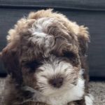 Lakeview Animal Clinic