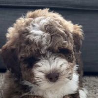 Lakeview Animal Clinic ico