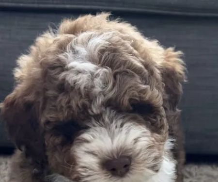 Lakeview Animal Clinic