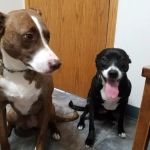 Hallett Veterinary Hospital