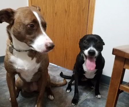 Hallett Veterinary Hospital