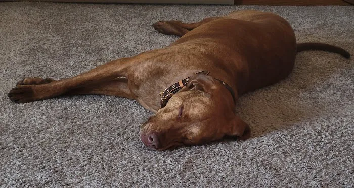 Michael Fagan, DVM Picture 1