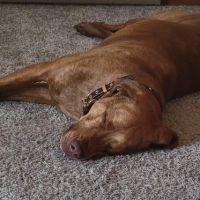 Michael Fagan, DVM ico