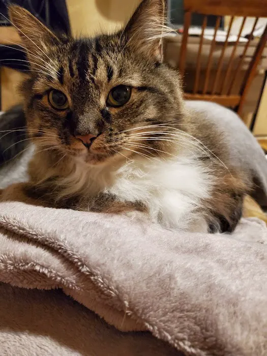 Cedar Bayou Animal Clinic Picture 8