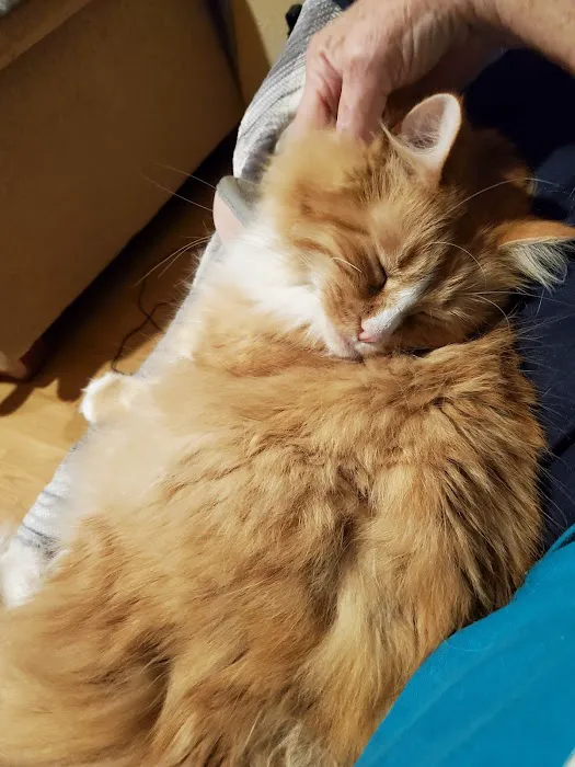 Cedar Bayou Animal Clinic Picture 5