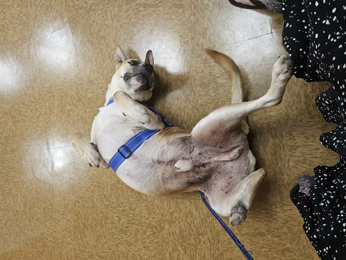 Cedar Bayou Animal Clinic Picture 9