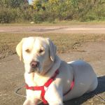 Animal Medical Center of Baytown