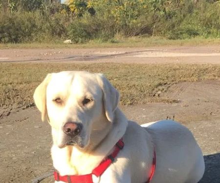 Animal Medical Center of Baytown