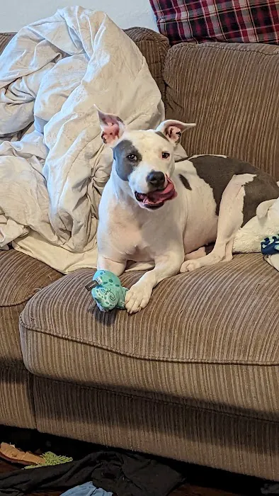 Animal Medical Center of Baytown Picture 2