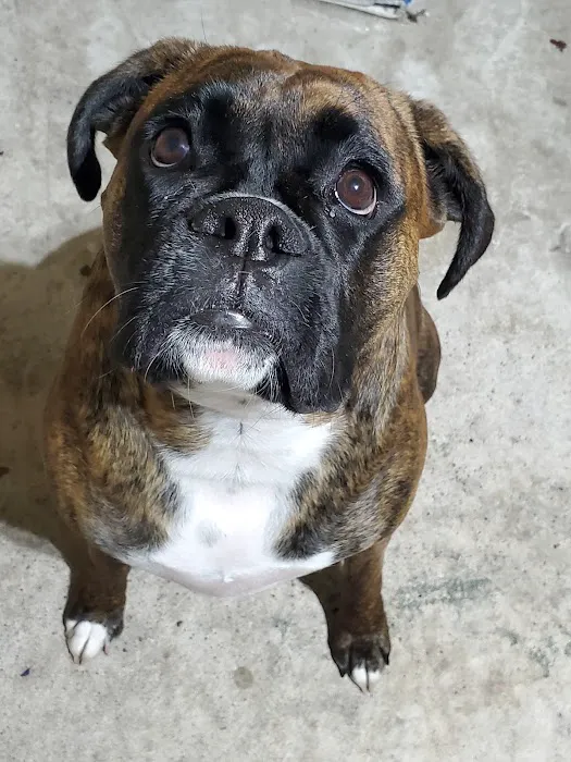 Animal Medical Center of Baytown Picture 4