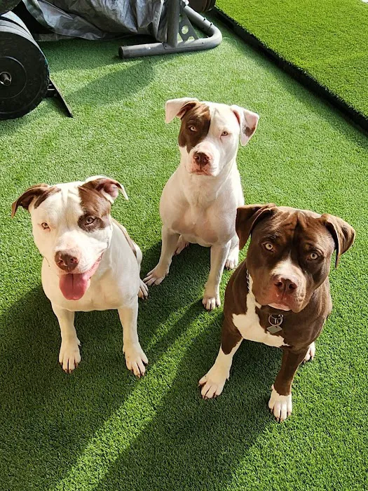 Animal Medical Center of Baytown Picture 5