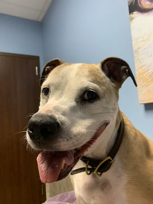 Winnie Veterinary Clinic Picture 4