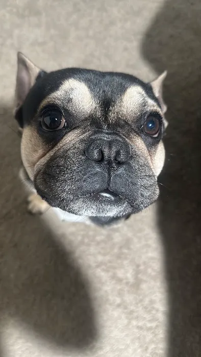 Houston PetSet Mobile Unit Picture 1