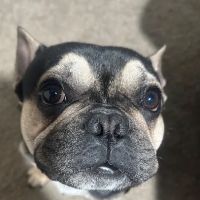 Houston PetSet Mobile Unit ico
