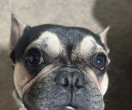 Houston PetSet Mobile Unit