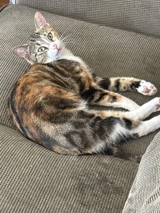 Houston PetSet Mobile Unit Picture 4