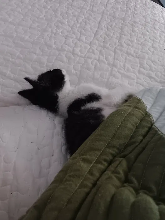 Houston PetSet Mobile Unit Picture 3