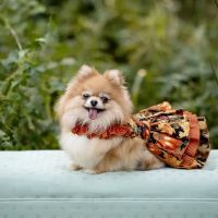 Robertson County Veterinary ico