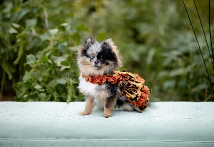 Robertson County Veterinary Picture 4