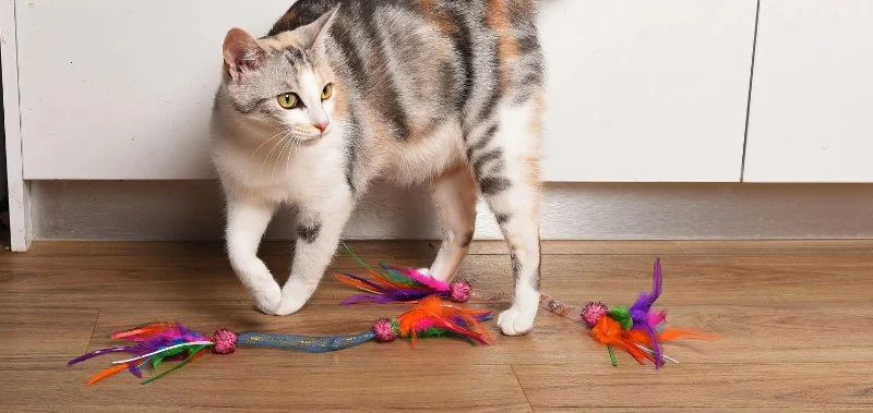 How to Keep Your Cat Entertained During Rainy Days