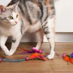 How to Keep Your Cat Entertained During Rainy Days