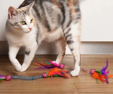 How to Keep Your Cat Entertained During Rainy Days