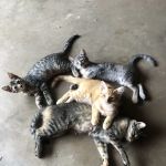 Brinlee Vet Services