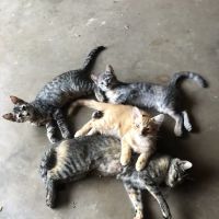 Brinlee Vet Services ico