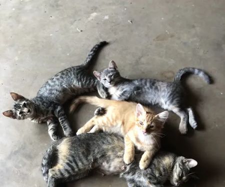 Brinlee Vet Services