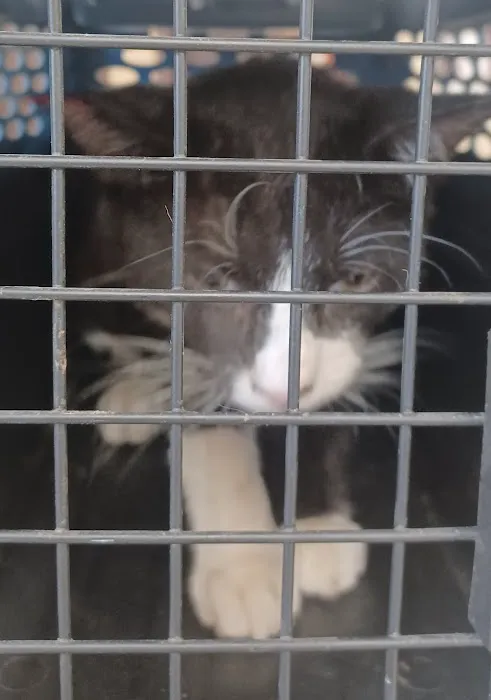 Brinlee Vet Services Picture 5