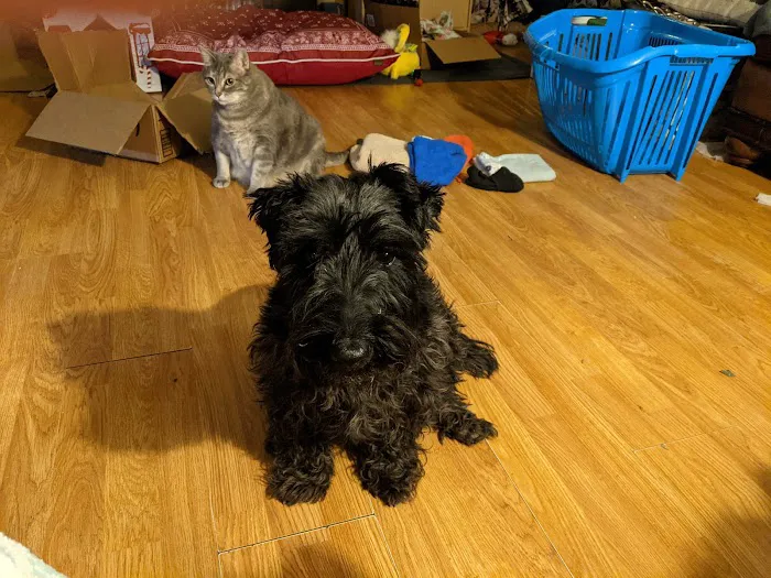 Brinlee Vet Services Picture 2