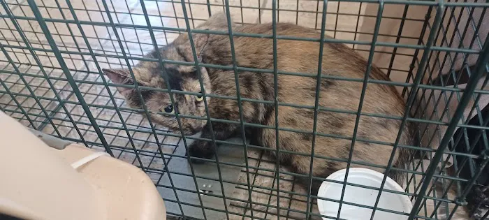 Brinlee Vet Services Picture 9