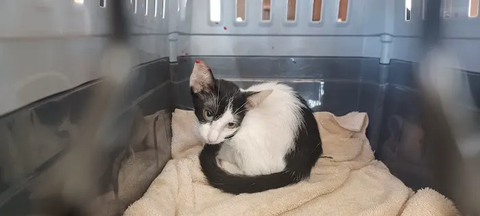 Brinlee Vet Services Picture 8