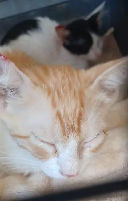 Brinlee Vet Services Picture 7