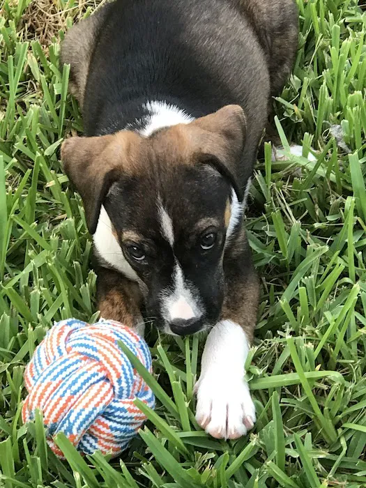 Brinlee Vet Services Picture 6